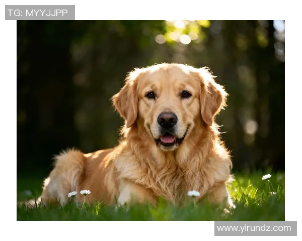 足球球星谁属狗揭秘 看看这些球员和狗的缘分有多深